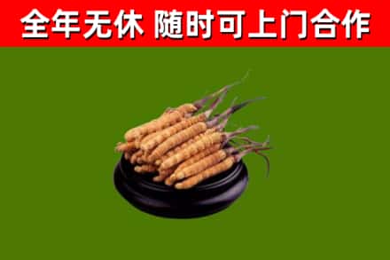 西乡塘回收冬虫夏草